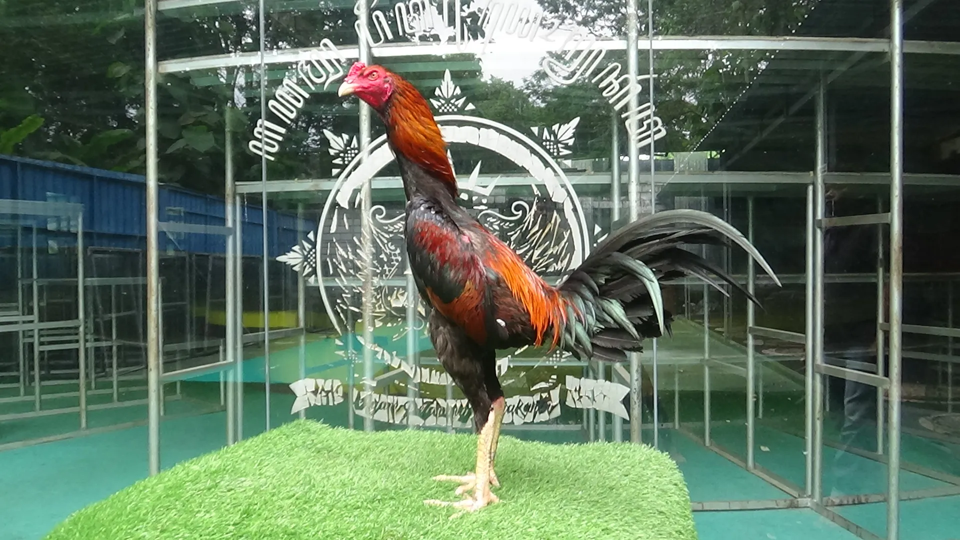 “3X TEST TIPIS2″TURBO 04 bloodline THE FLASH X BETINA TARIK DASI pukulanya mematikan(BERVIDIO) SOLD OUT 