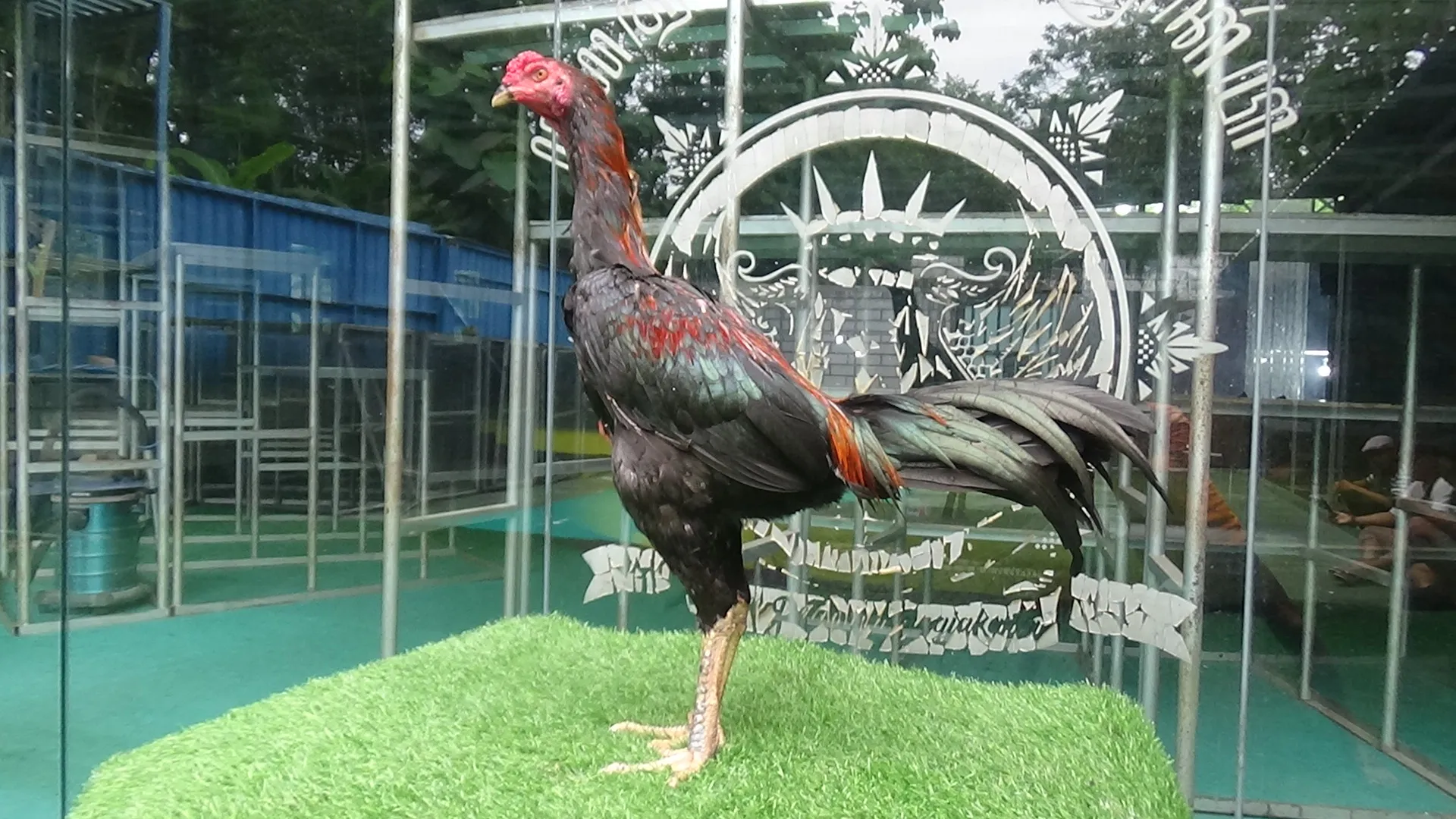 TURUN BOX”COLLECTION SUPER VVIP”HELIOS 011″BLOODLINE BLACK BULL KRATING (MR TELEEK PRANBURI FARM)X BETIMA BLACKBULL RONIN(SAMEAW FARM MR MANOPH PHOTENG)(BERVIDIO) SOLD OUT 