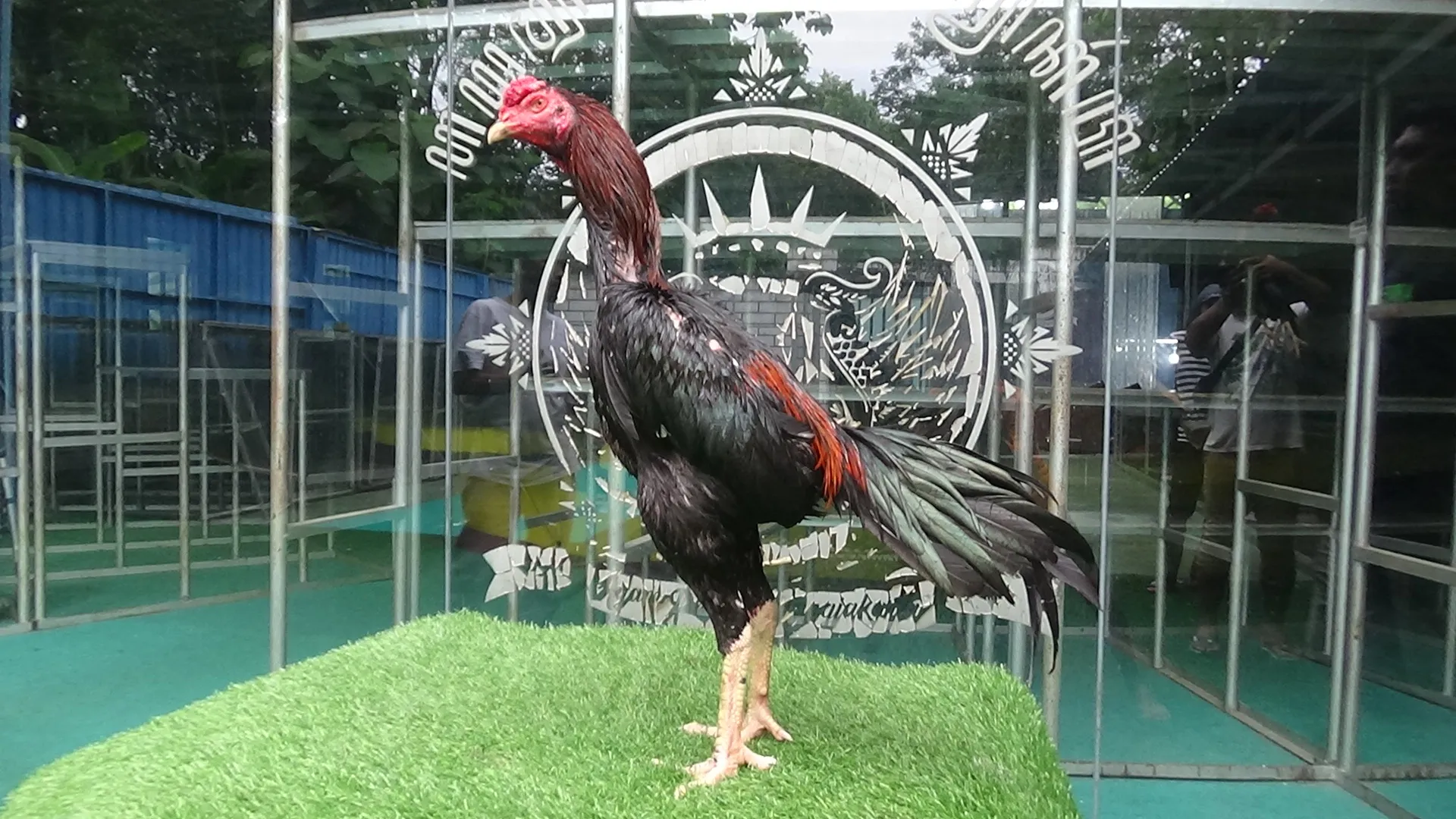 TURUN BOX”COLLECTION VVIP “HUNTER 08″BLOODLINE KRURUN X BETINA BELUT OLI super lock dalam & brakot(BERVIDIO) SOLD OUT 