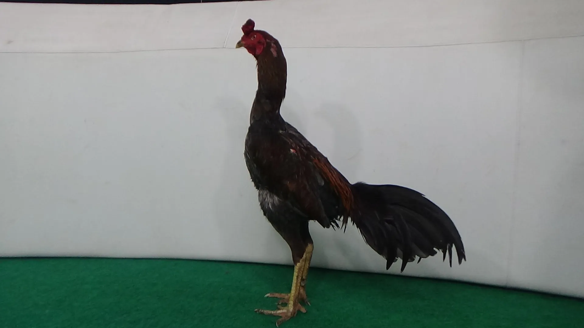 TURUN BOX”SANKOEN(MESSUWAN FARM) X BETINA BRANTAS akurat dan tepat”PAMA IQ LINE”(BERVIDIO) SOLD OUT 