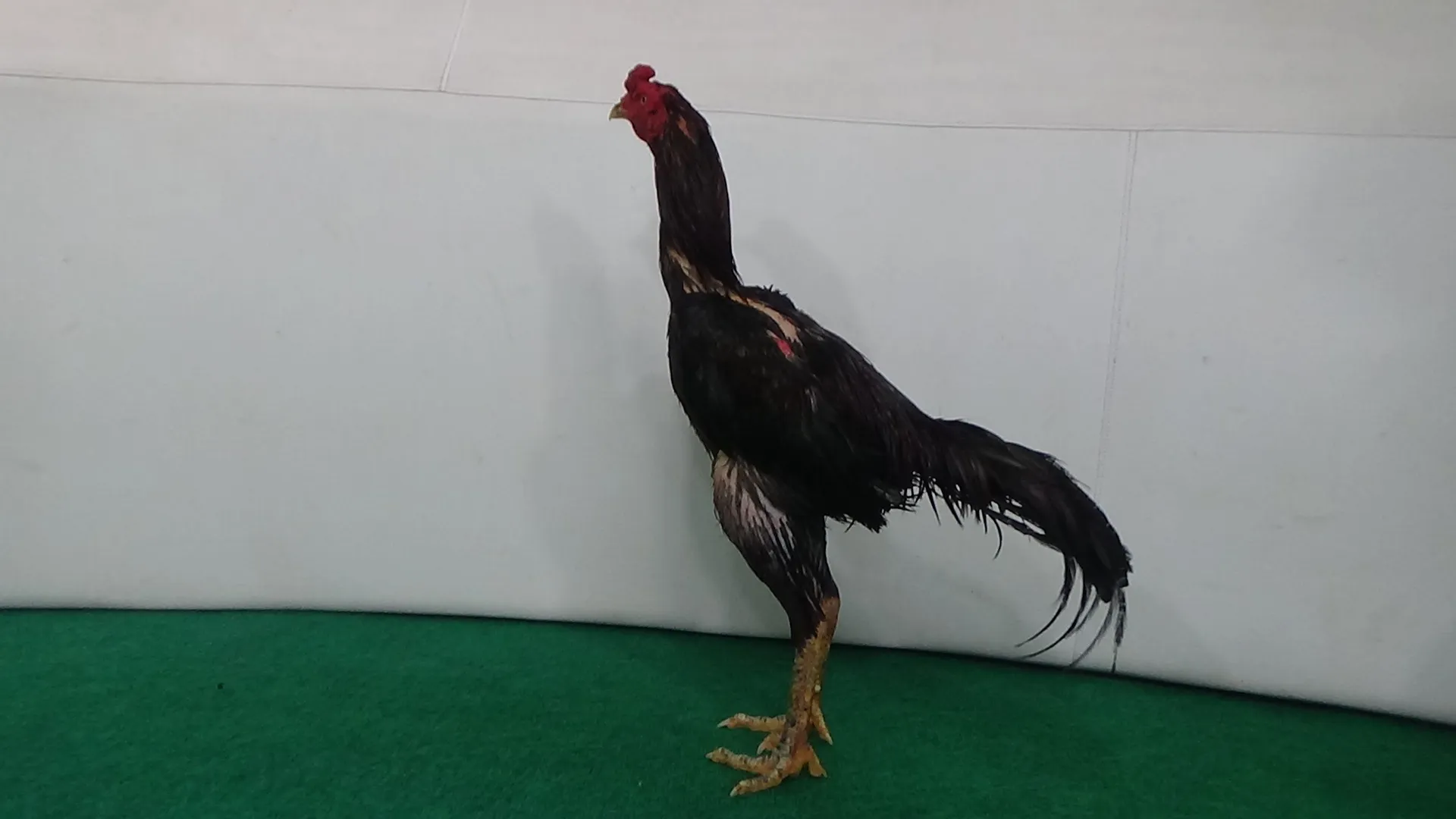 4X TEST”tinggal turun”PUKULAN BERSIH BUNYI RANTING PATAH”TURBO 05 bloodline THE FLASH X BETINA TARIK DASI perusak lawan(BERVIDIO) SOLD OUT 