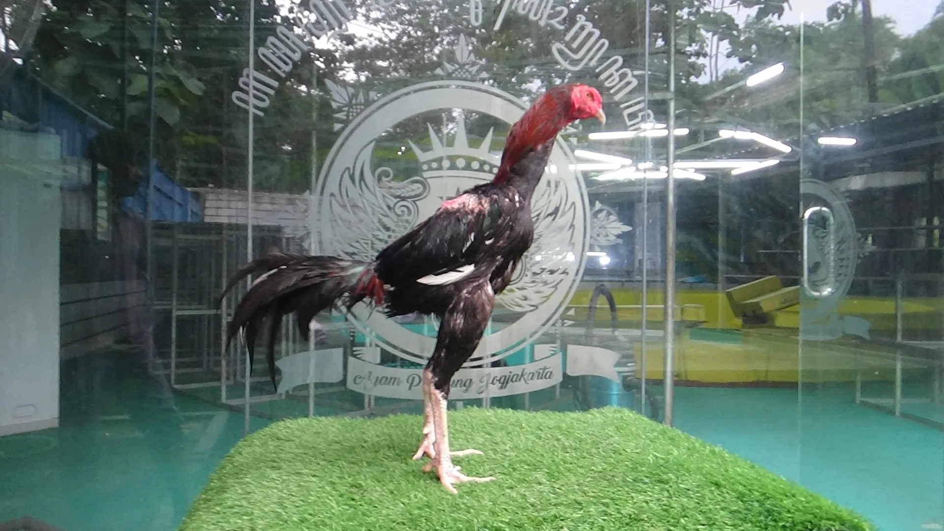 4X TEST TIPIS2 “TURBO 06″bloodline THE FLASH X BETINA TARIK DASI perusak lawan (BERRVIDIO)