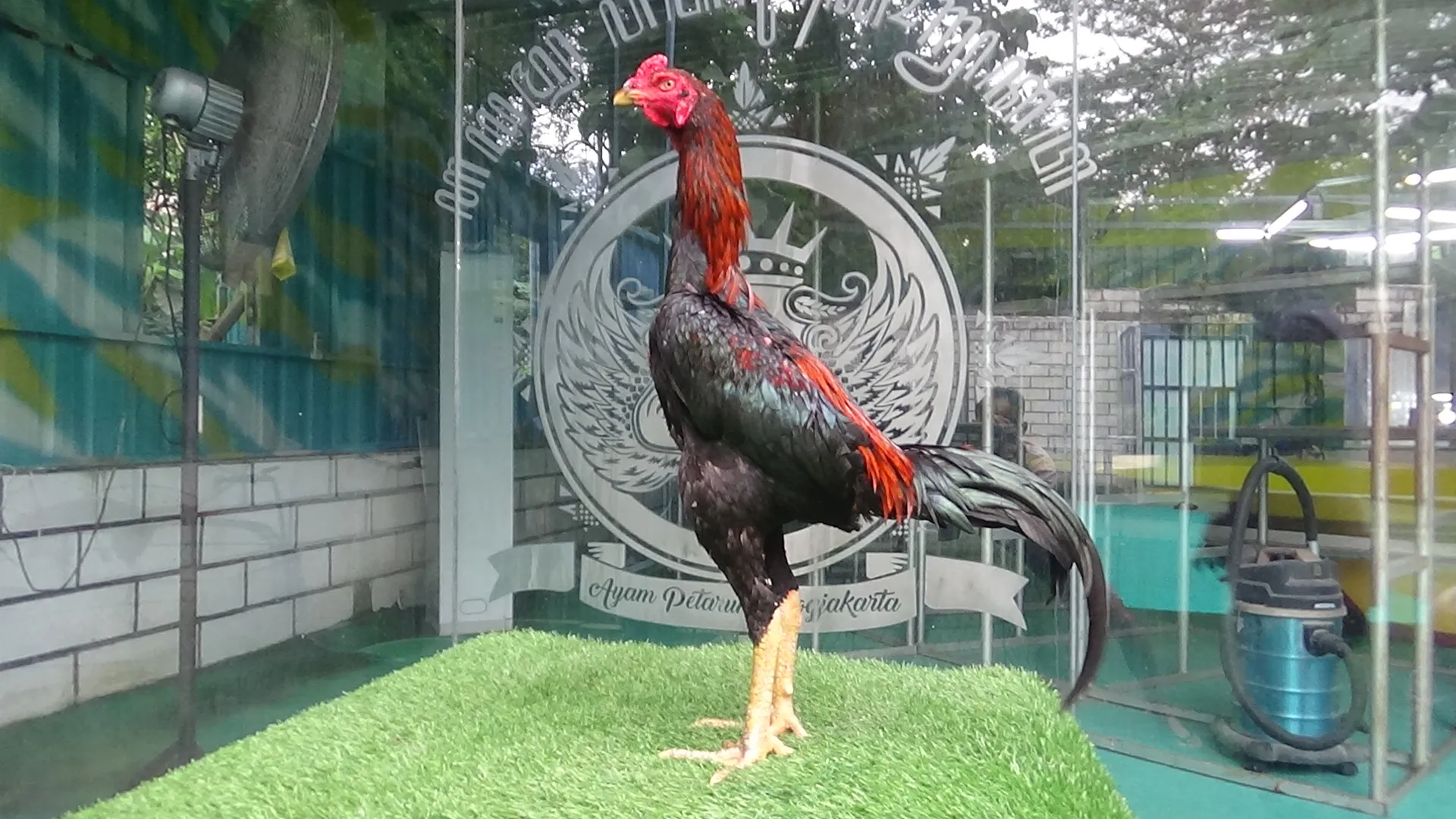 TURUN BOX”SI JOKER 04″BK SELATAN X BETINA SI RAJA TIKUS(BERVIDIO) SOLD OUT 