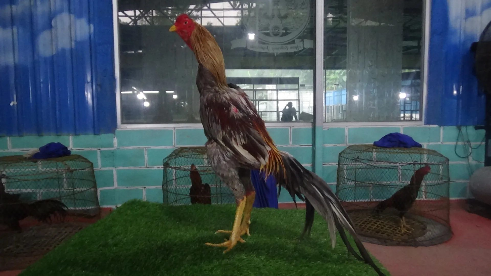 2X TEST TIPIS”SADAM (OLAN FARM)X BETINA HERCULES “pukulan merusak”(BERVIDIO) SOLD OUT 