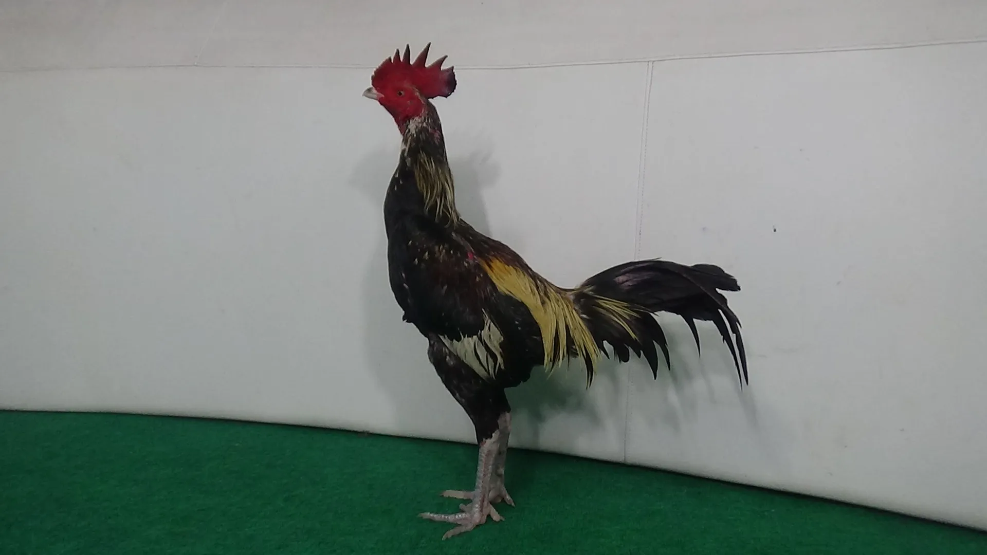 4X TEST “tinggal pakai muda2″OBAT TEKHNIK & PAKHOEY “SANKOEN X BETINA MUSTANG lari2 kecil KAKINYA BERSIH DAN BERUNTUN( 2x BERVIDIO) SOLD OUT 