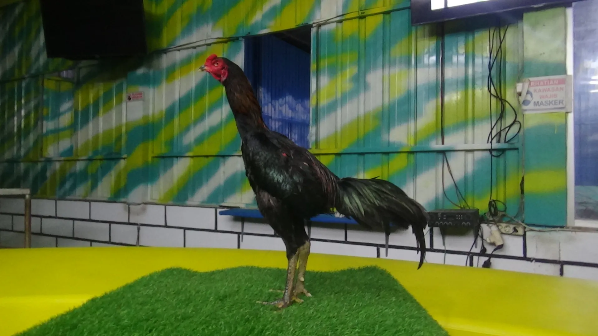 belum layak abar”HELIOS 012″BLACKBULL KRATING (MR TELEEK PRANBURI FARM)X RONIN (SAMEW FARM MR MANOPH)(BERVIDIO) SOLD OUT 