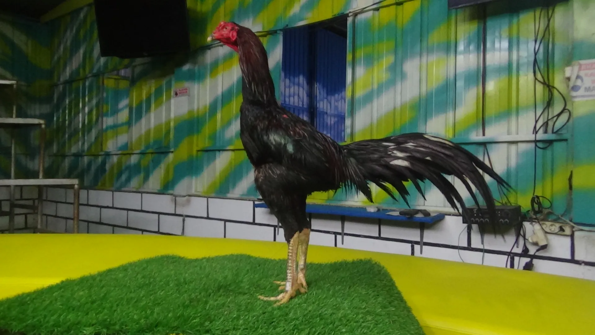 “TURUN BOX”BRAKOT “katuranggan kadal meteng(pukul dor) “ATOM 011″BLOODLINE MAHARAJA X MANEDAENG(BERVIDIO)