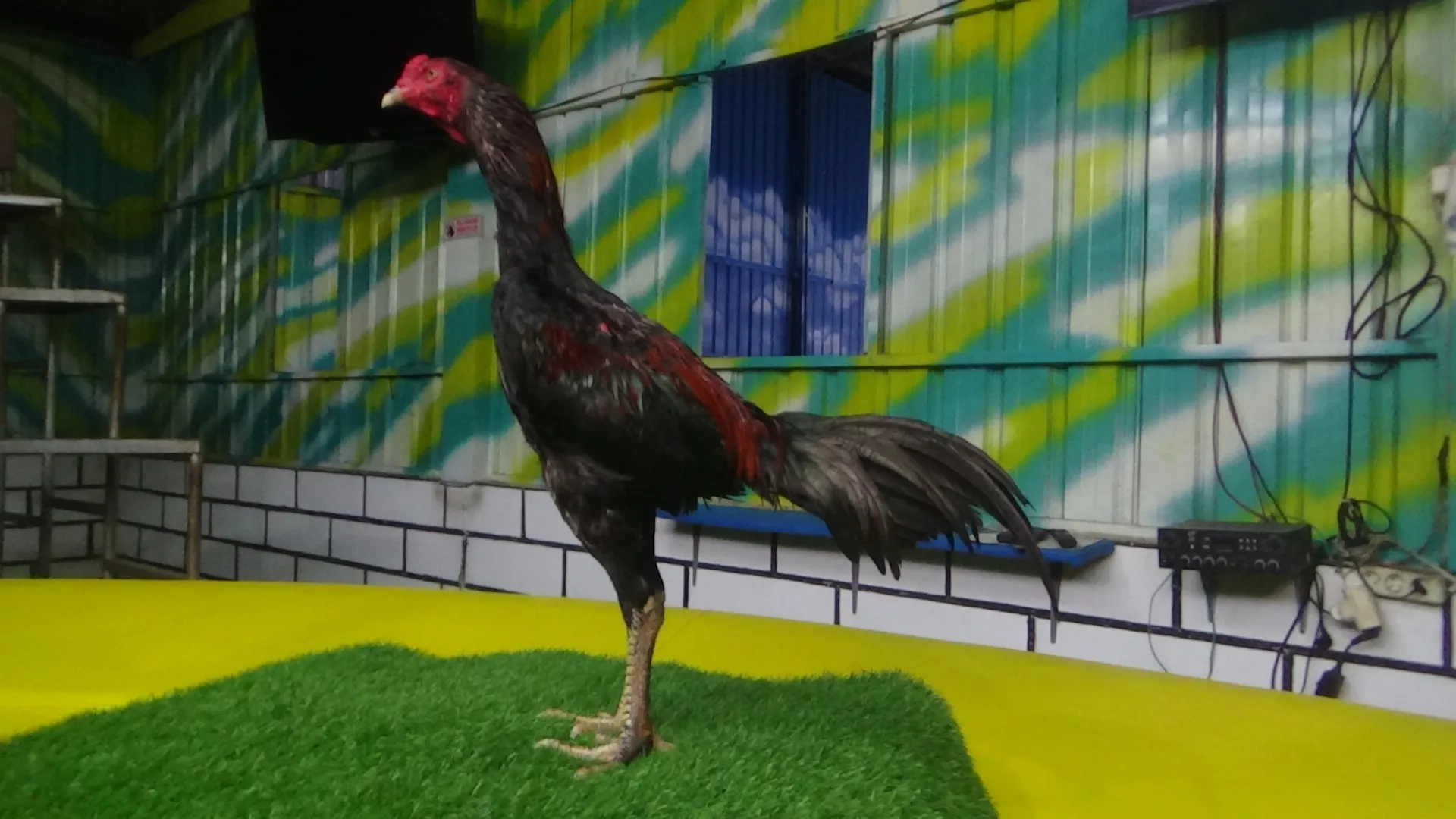 “belum layak abar””SI PUKUL SARAF”HUNTER 09″BLOODLINE KRURUN X BETINA BELUT OLI “NAGA TEMURUN”(BERVIDIO) SOLD OUT 