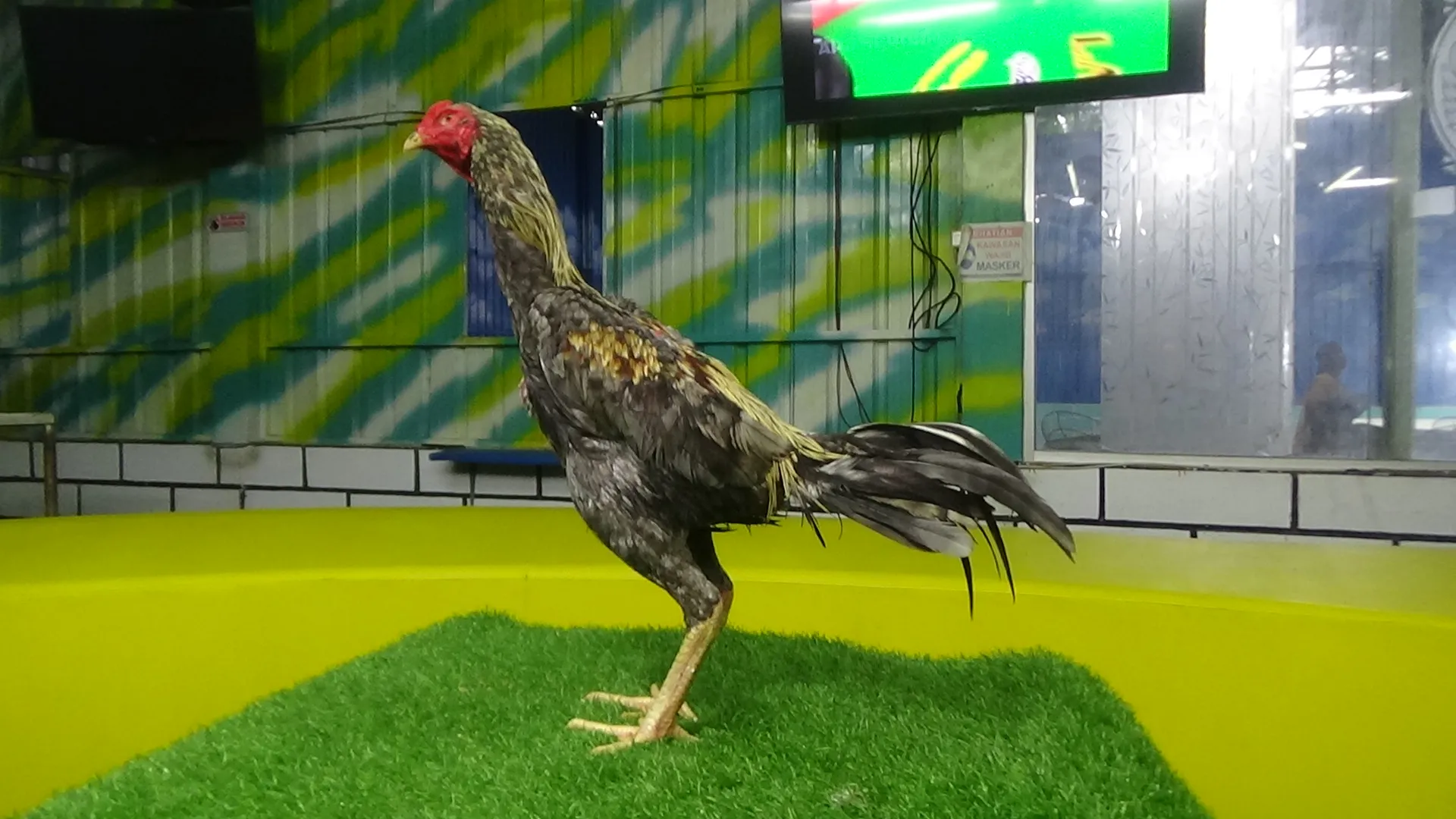 TURUN BOX”ISTIMEWA GARAG X GREY SNAKE PART 02 lock brakot & TULANGAN ISTIMEWA”(BERVIDIO) SOLD OUT