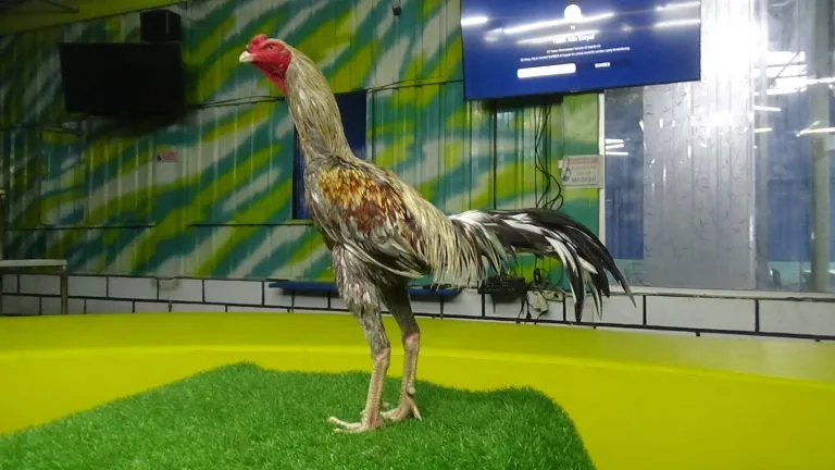 TURUN BOX”GARAGA X GREY SNAKE PART 01″katuranggan naga temurun” BB 3,2KG lock brakot full kuncian(BERVIDIO) SOLD OUT 