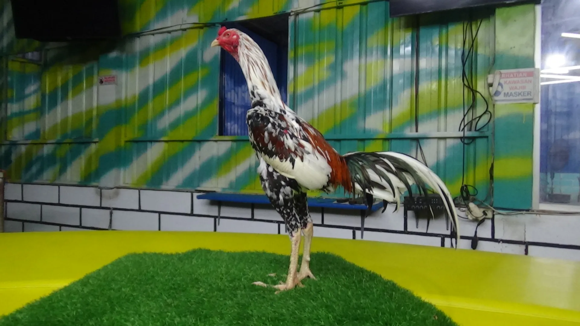 BELUM LAYAK ABAR”SUPER BRUTAL “HANOMAN 013″BLOODLINE WHITE KING X KAFAN (BERVIDIO) SOLD OUT 