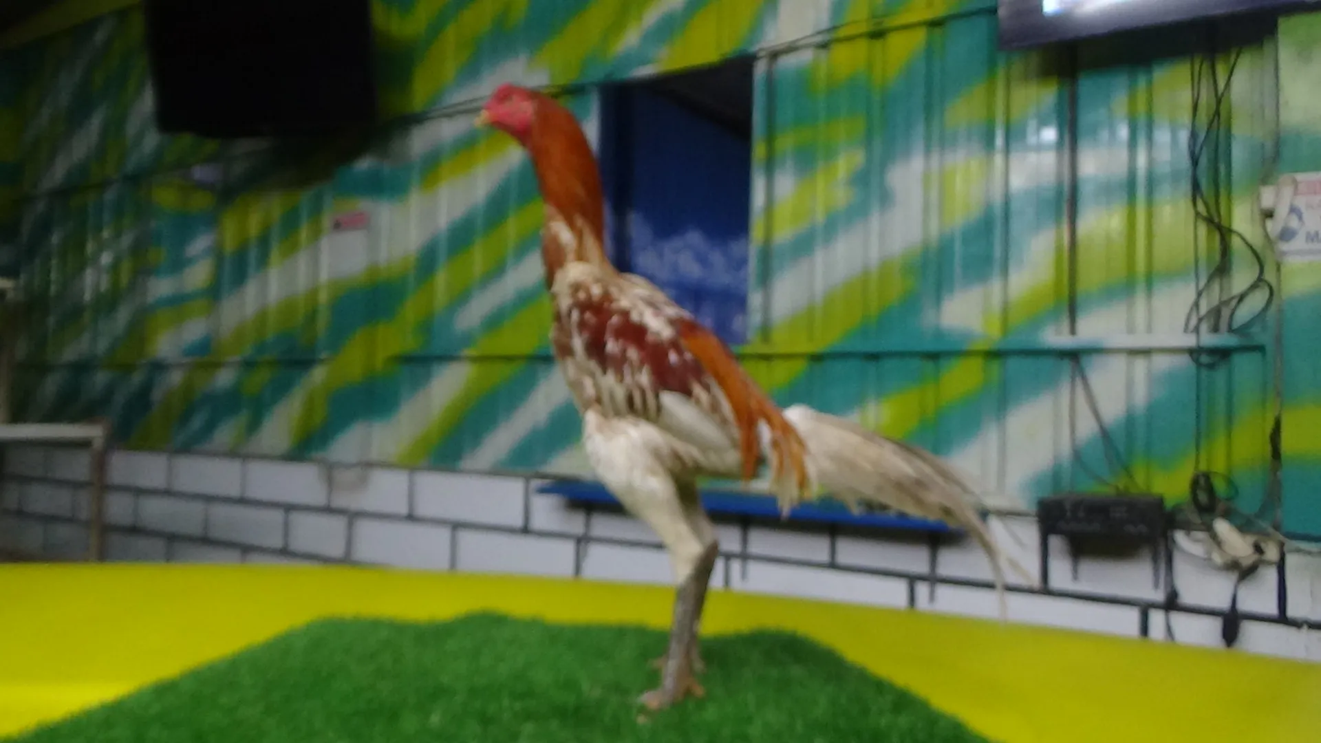 TURUN BOX”pukulanya tanpa obat GARAGA X BETINA RED JAPAN (SAMAN SANDANG)(BERVIDIO) SOLD OUT 