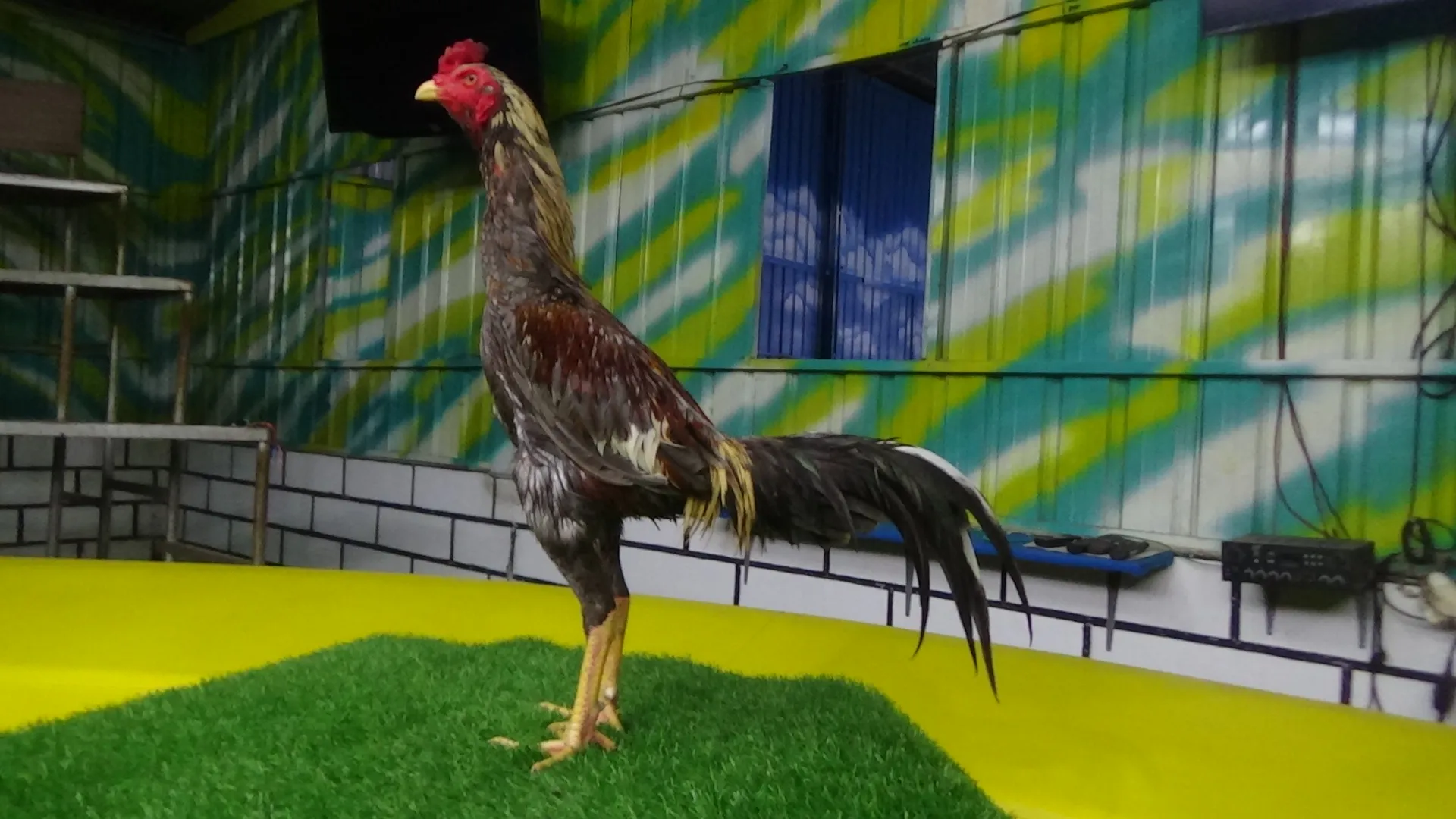 2X TEST”obat pakhoey ,tekhnik ,ayam lock,”MARATHON & BRAKOT”VALENTINO ROSI X COPET 026(BERVIDIO) SOLD OUT