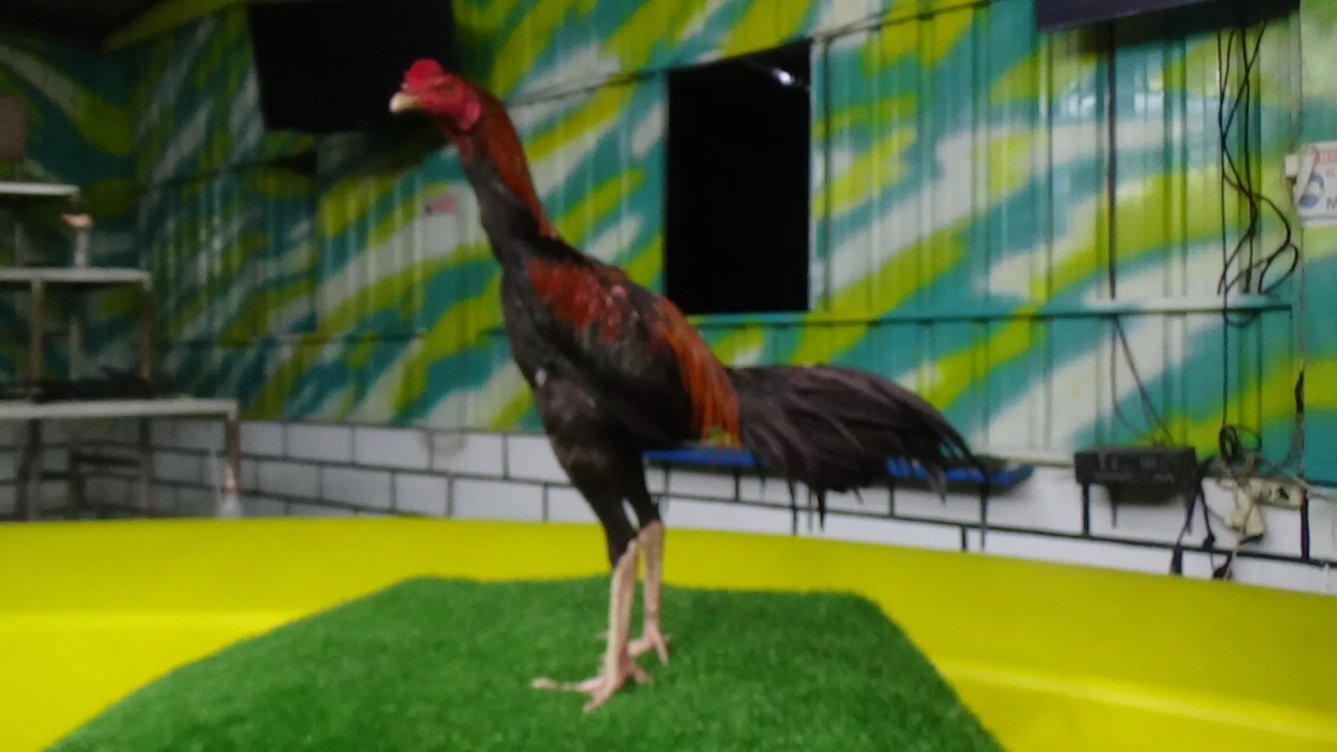 TURUN BOX”AKIRA KEMBAR 03 bloodline MANEDAENG X KRURUN mix KAPAL SELAM (BERVIDIO) SOLD OUT 