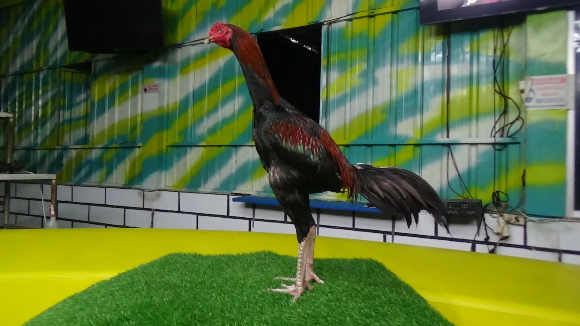 “TURUN BOX”AKIRA KEMBAR 02 bloodline MANEDAENG X KRURUN mix KAPAL SELAM (2xBERVIDIO) SOLD OUT 