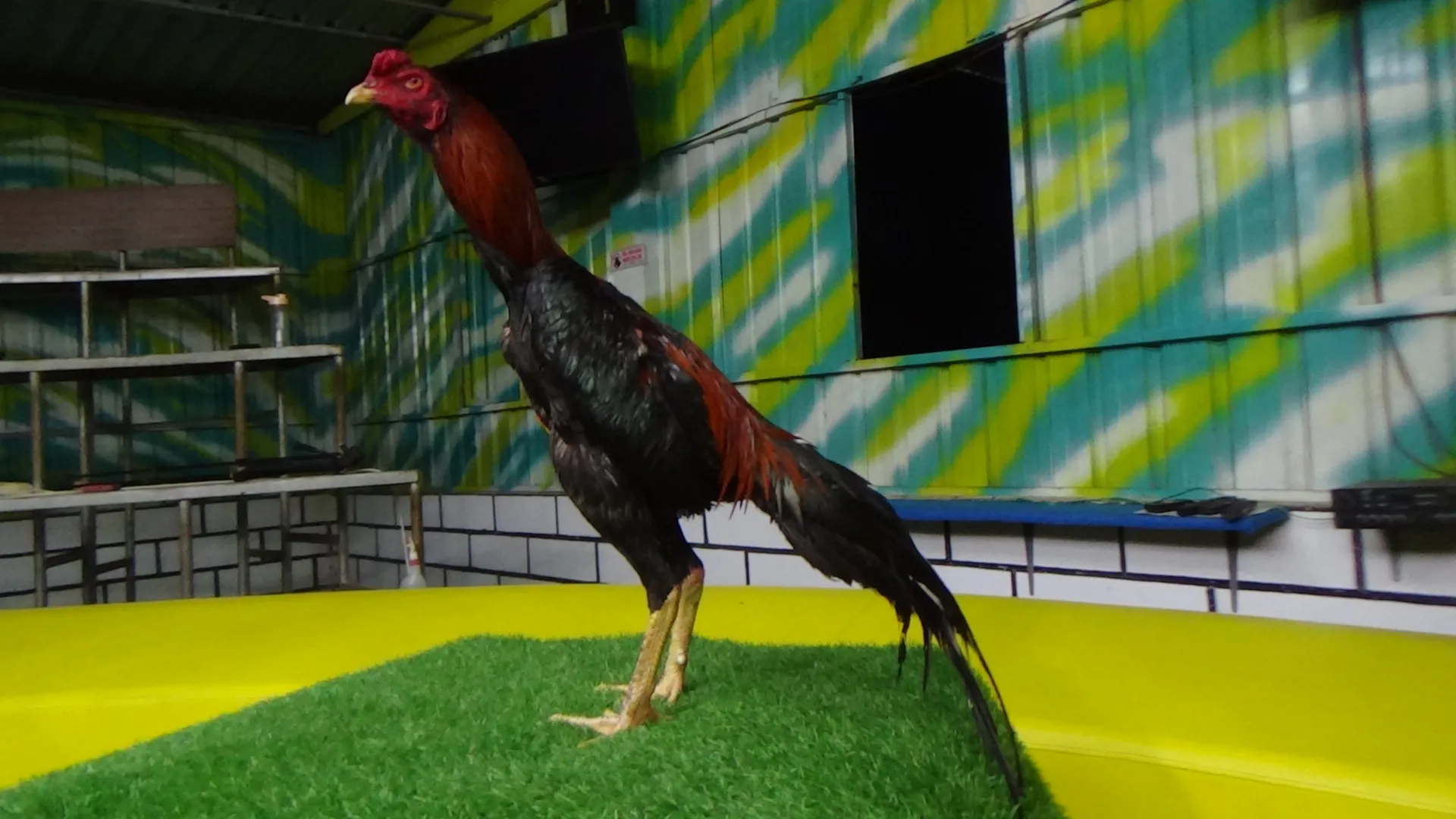 TURUN BOX”AKIRA KEMBAR 01 bloodline MANEDAENG X KRURUN mix KAPAL SELAM (BERVIDIO) SOLD OUT 