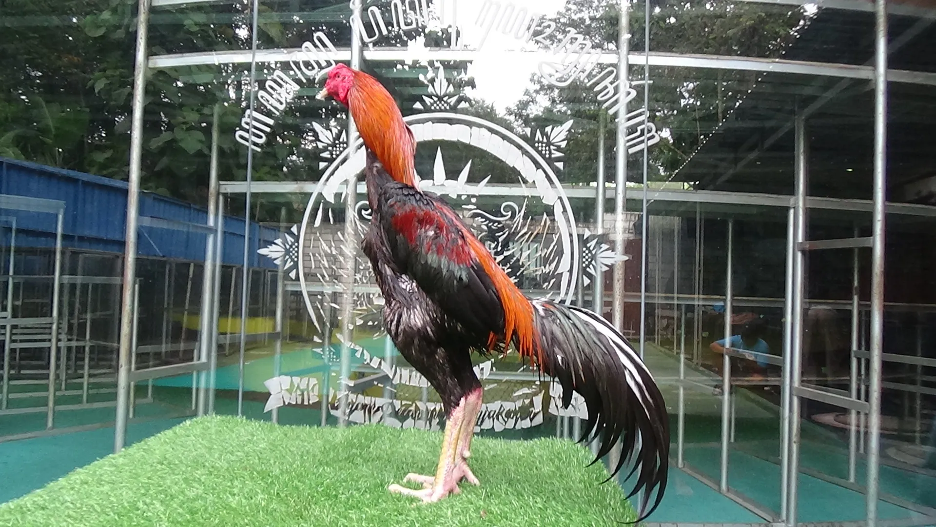 “2X TEST “SI SONOKELING 09 BLOODLINE BOOMBER X BADAR BESI lock dan pukulan dor (BERVIDIO) SOLD OUT 