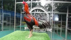 “ISTIMEWA TURUN BOX”SI APOLLO PART 09 “bloodline aswindam(sameaw farm mr manoph photeng) mix BETINA ARJUNA “pukulan ranting patah semi drumband”(BERVIDIO) SOLD OUT 