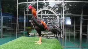 “BELUM LAYAK ABAR”MANEDAENG X ARJUNA super kerja dan super brakot(BERVIDIO)