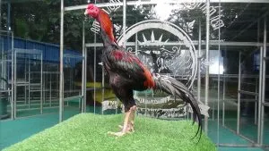 “LIMITED EDITION”TURUN BOX SI BIMA 010 full lock brakot BLOODLINE BOOMBER X MANEDAENG(BERVIDIO) SOLD OUT 