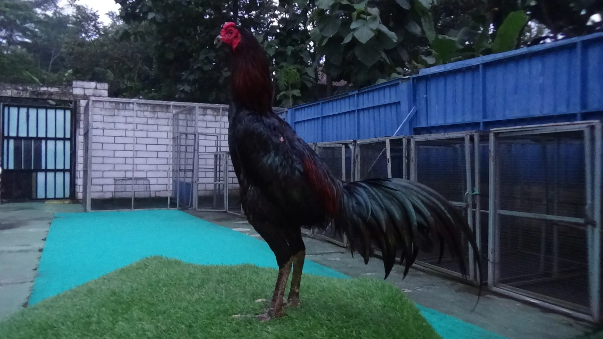 TURUN BOX”HELIOS 013 “BLACK BULL KRATING(MR TELEEK PRANBURI FARM)X RONIN(SAMEAW FARM MR MANOPH PHOTENG)(BERVIDIO) SOLD OUT