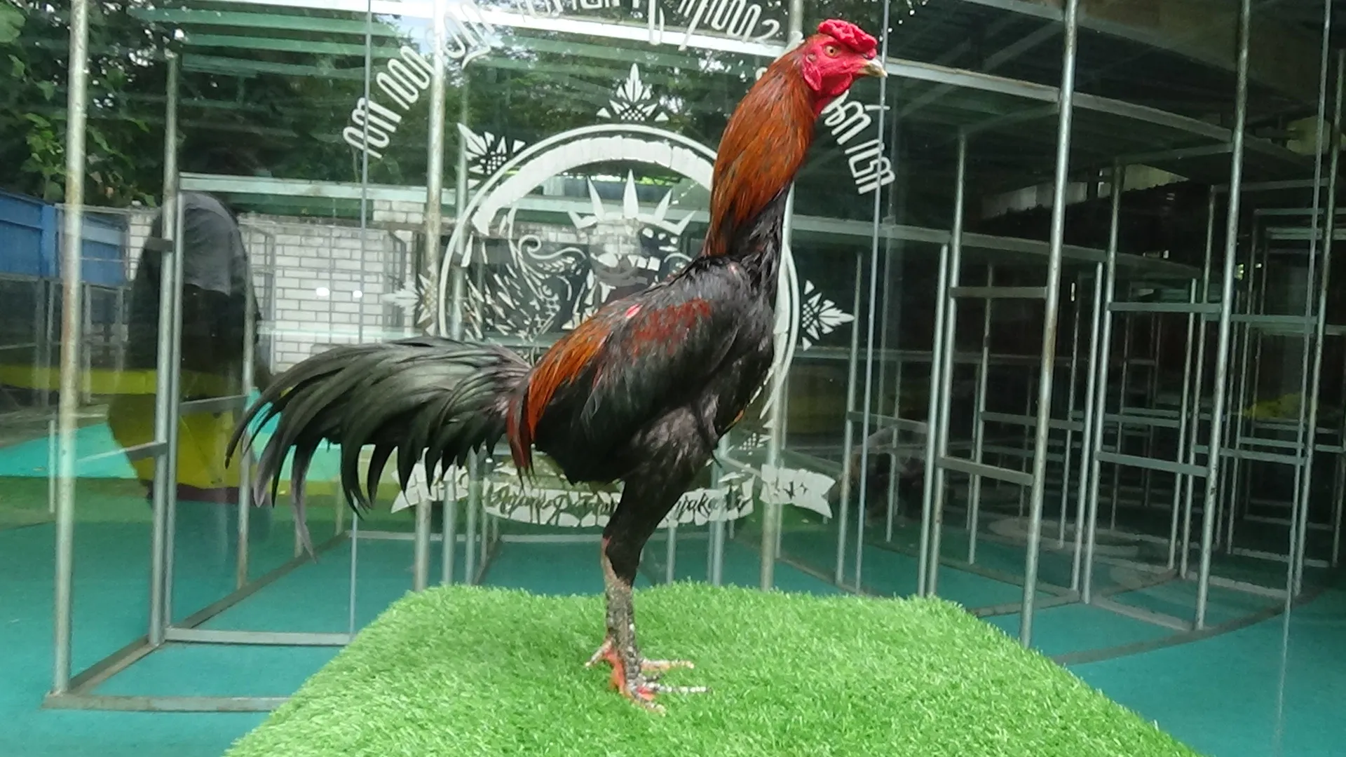 “TURUN BOX”SUPER BRUTAL HUNTER 010 bloodline KRURUN X BETINA BELUT OLI speed dan cakut(BERVIDIO) SOLD OUT 