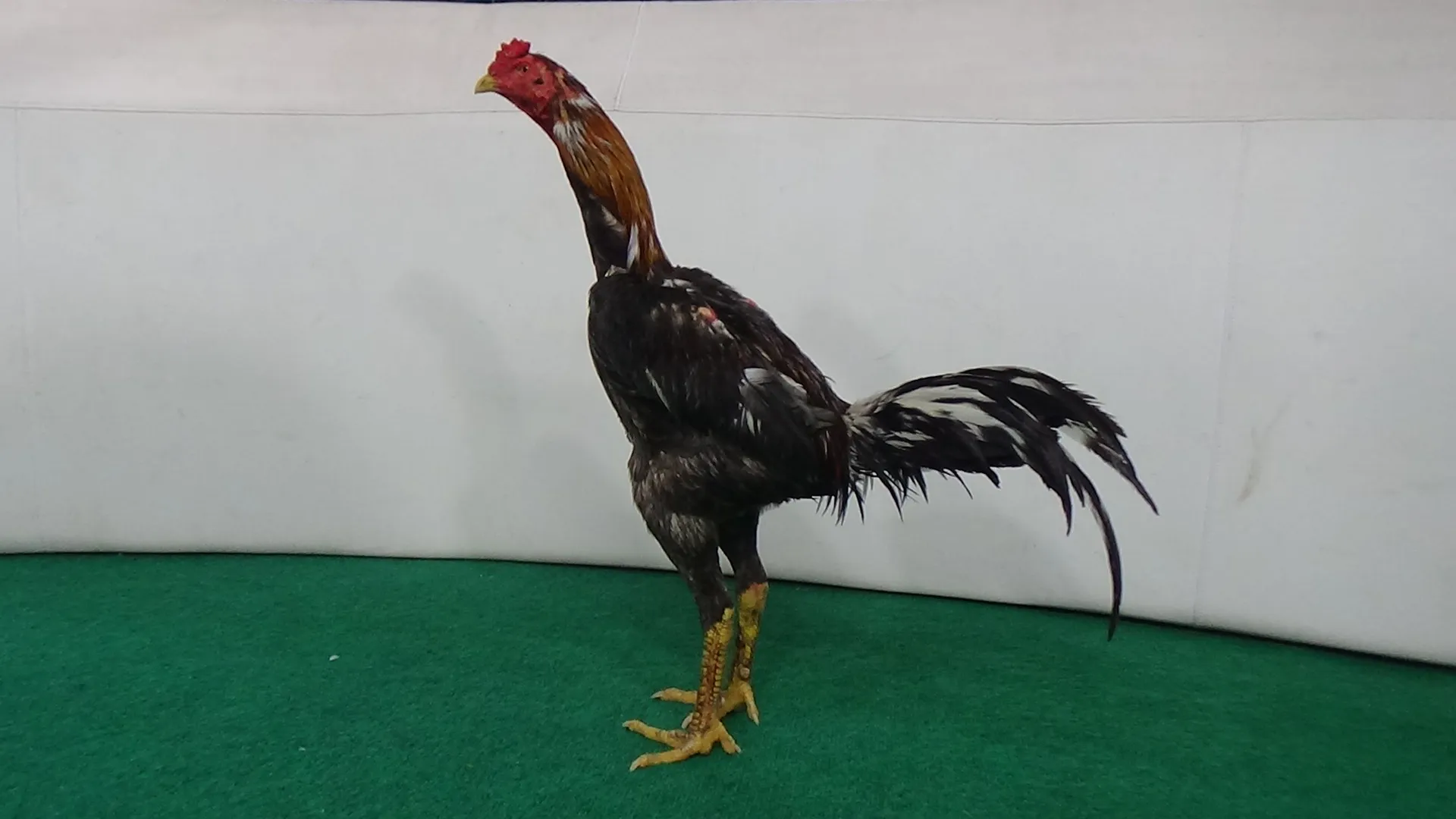 2X WIN “GARUDA X GARAGA 010″si pukul saraf dan super speed KERJA AMAN (BERVIDIO) SOLD OUT 