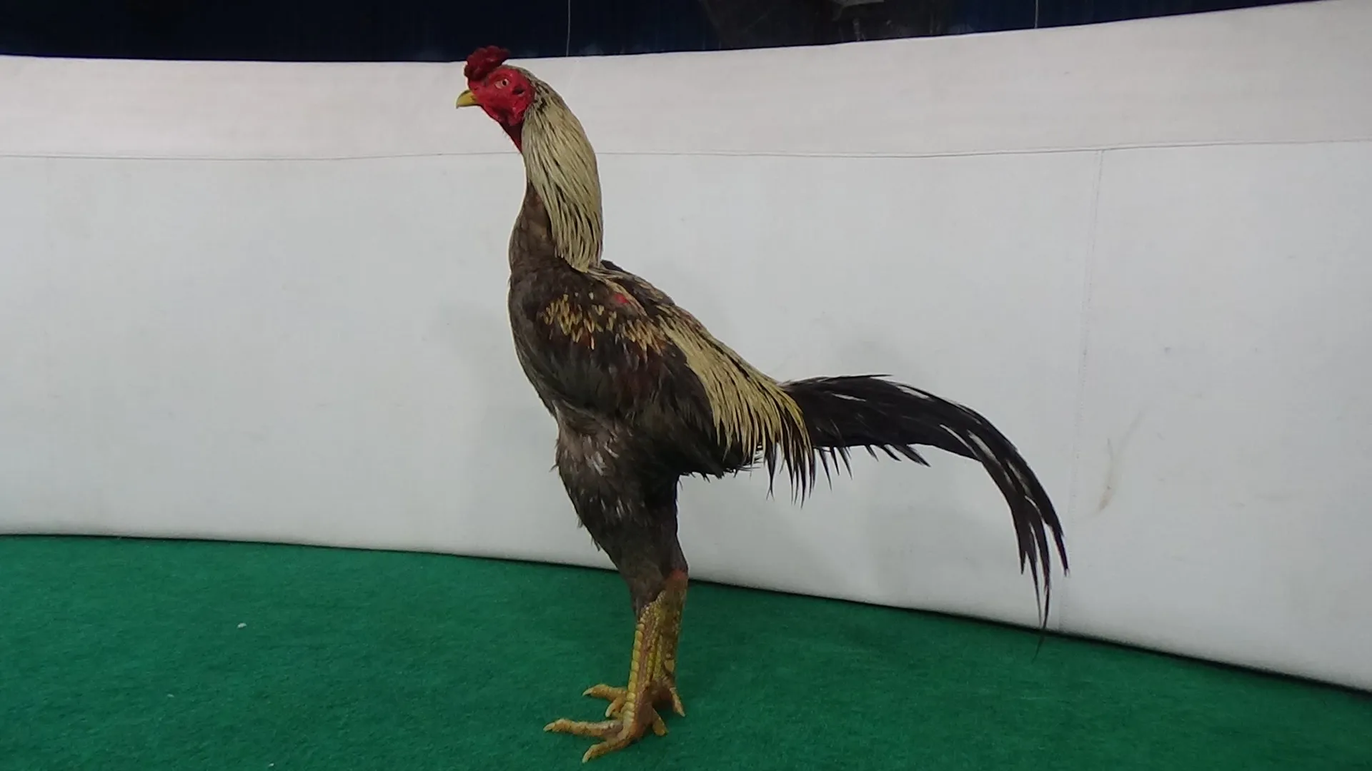 “3X WIN”JARUM X PAKU super jalu GEN 8,”JALU DERES”super aman kerjanya(BERVIDIO) SOLD OUT 