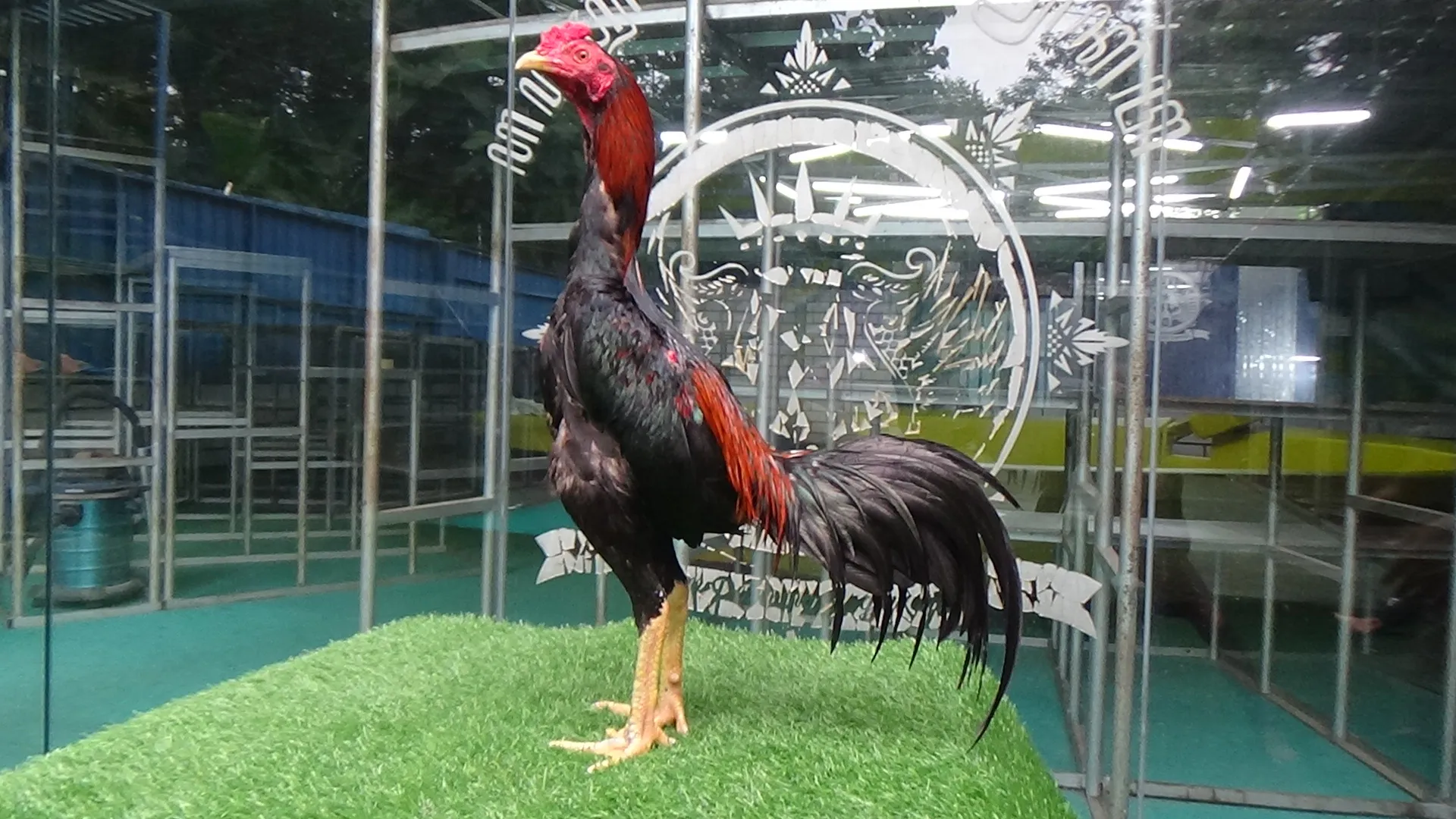 “TURUN BOX”PUKUL JALU SI MENIT X MAHARJA pukulan saraf spesialis montong(BERVIDIO) SOLD OUT