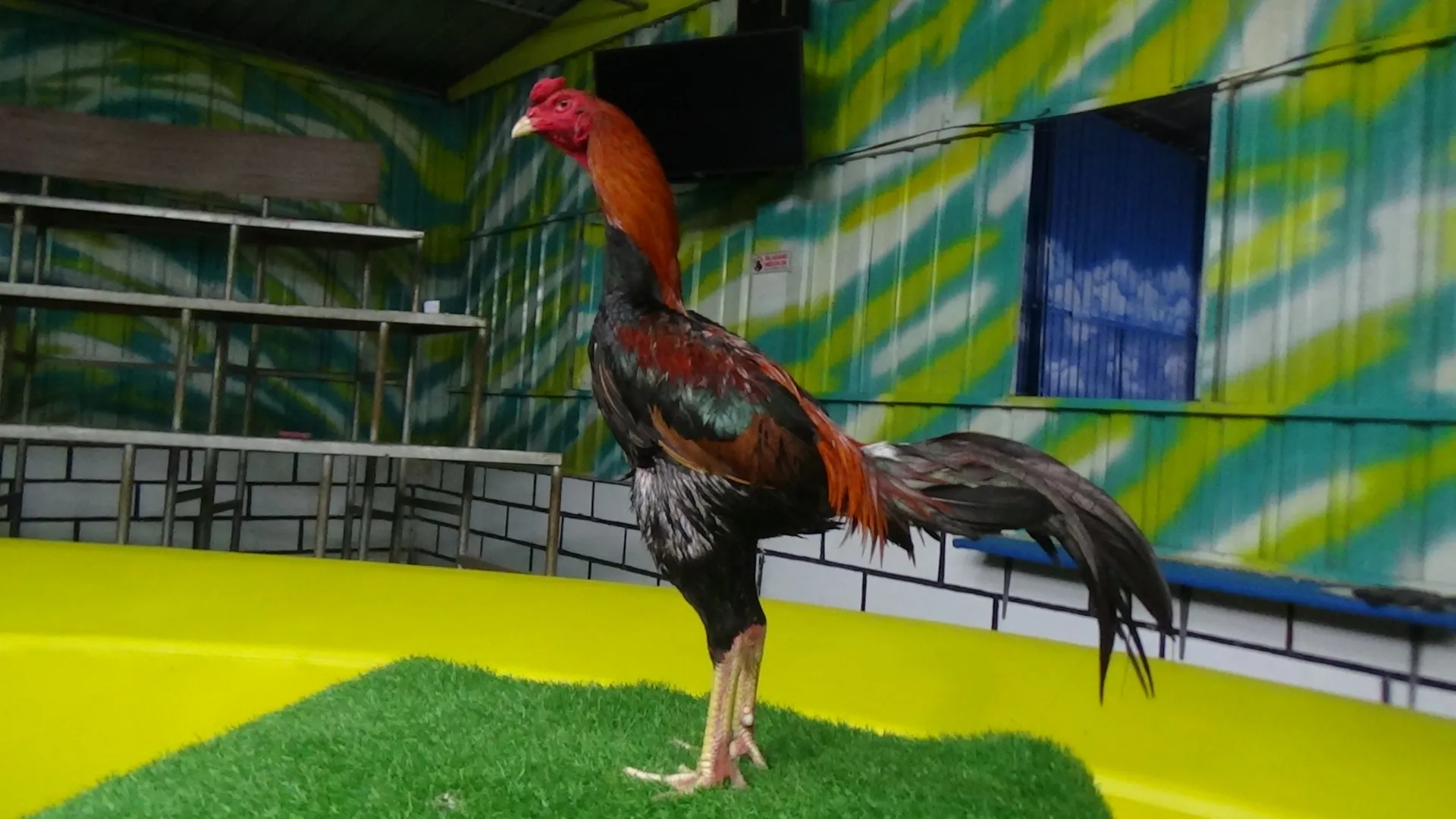 “TURUN BOX”ATHLETE X BELUT OLI”super lock pukul k.o”(BERVIDIO) SOLD OUT