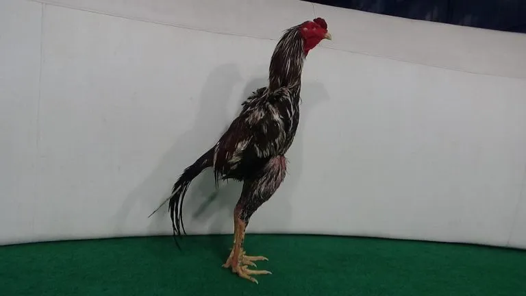 “4X WIN”TINGGAL PAKAI MAIN “ROCKY”HANOMAN SENIOR BLOODLINE WHITE KING X BETINA KAFAN(BERVIDIO) SOLD OUT