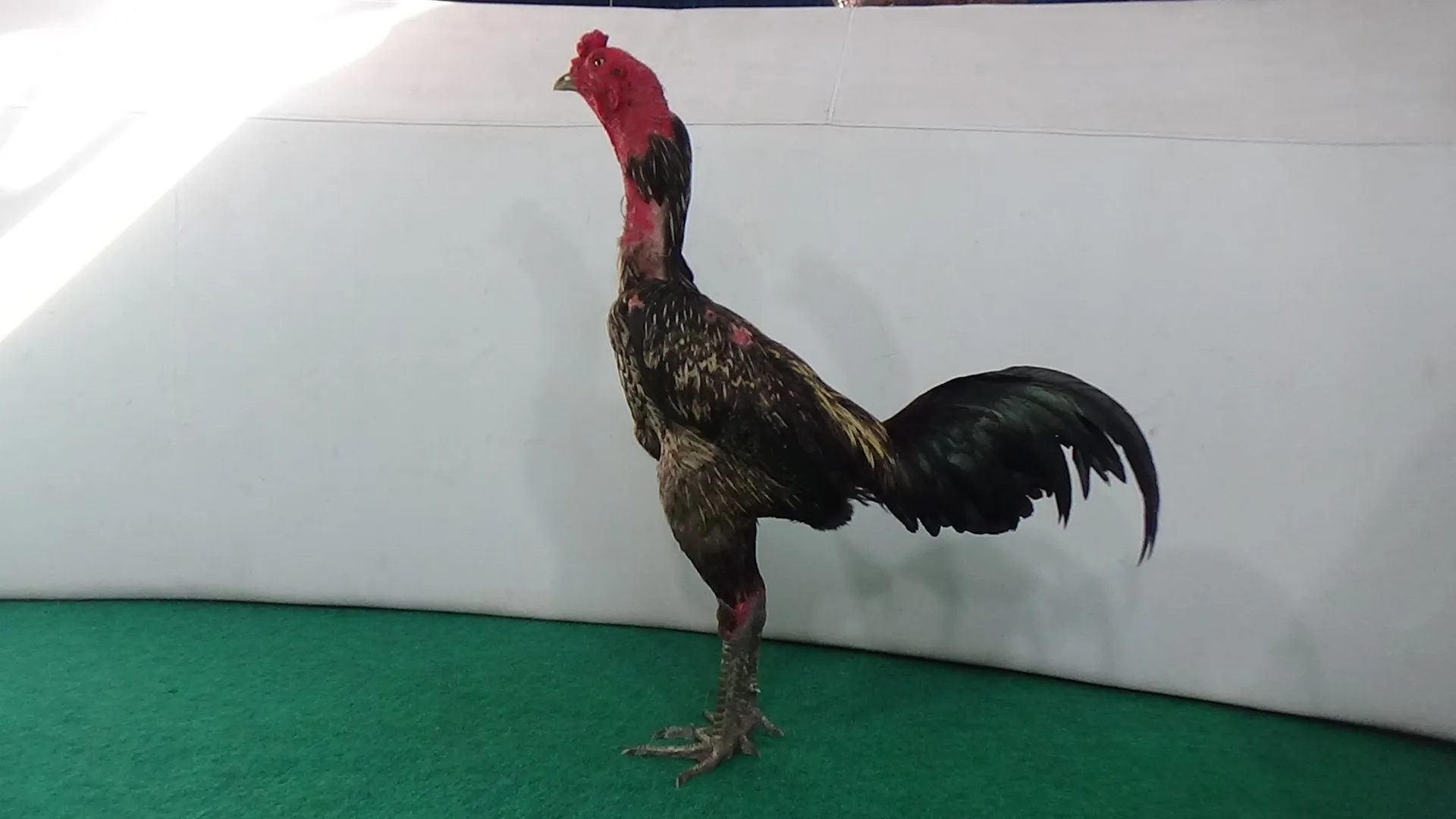 3X WIN”KETAPEL X BETINA YOOKEREE anti lock anti pakhoey “PUKUL JALU”(BERVIDIO) SOLD OUT 