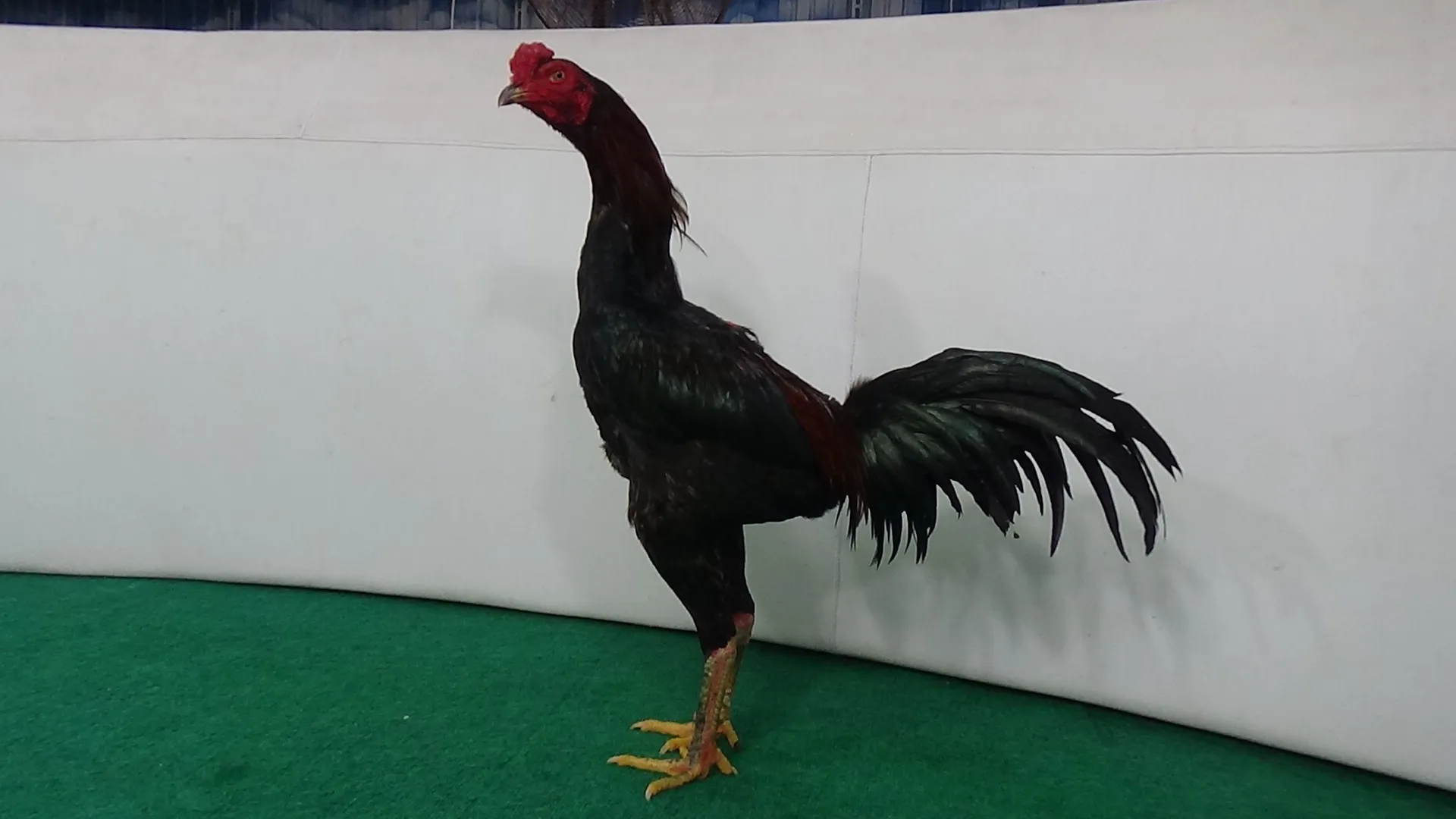 4X TEST JAGUAR X BETINA BELUT OLI super lock pukulanya sakit,pas saraf(BERVIDIO) SOLD OUT 