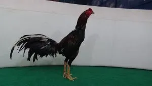 5X WIN "SUPER JALU"SI MENIT X BETINA MAHARAJA tinggal pakai main(BERVIDIO) SOLD OUT