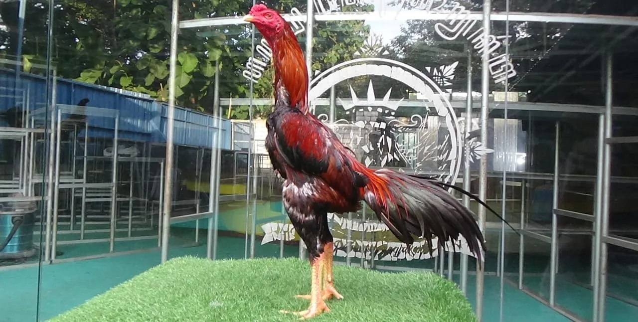 “TURUN BOX”DRACO 08 BLOODLINE ANJING GILA X BETINA JAGUAR”lock dalam dan brakot”PUKULAN OK(BERVIDIO) SOLD OUT 