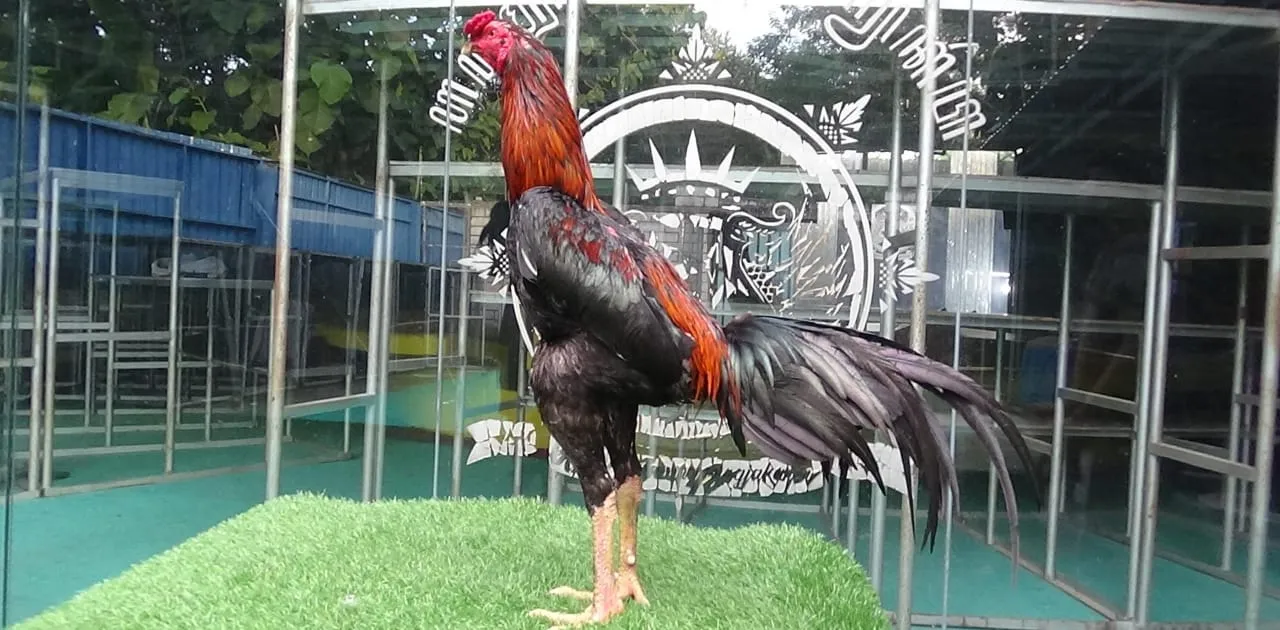 “TURUN BOX”SI PETRICK 02 BLOODLINE ASWINDAM X ARJUNA MIX BETINA AK_47 “breeding komplit”(BERVIDIO) SOLD OUT 